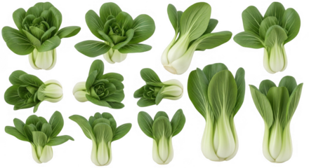 Fresh Bok Choy Varieties Displayed Together, Highlighting Their Unique Shapes and Textures, isolated on a transparent background