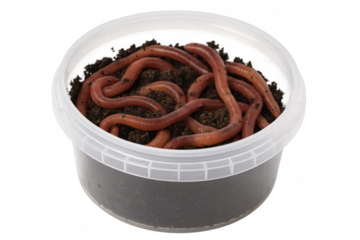 Earthworms are moving inside a small plastic container filled with soil, isolated on a transparent background