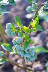 Unripe Blueberries on a Bush, Awaiting Summer Harvest