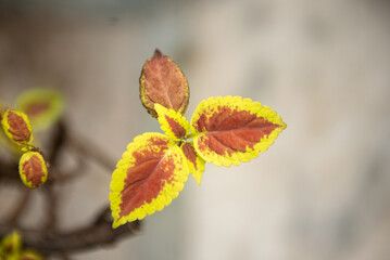 Close-up of croton leaves isolated