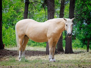 Fototapeta premium Beautiful horse looks at camera.