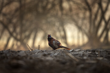 This is a common pheasant during its courtship display. A pheasant defending its territory in the spring wilderness of Europe. Spring wilderness in Europe.