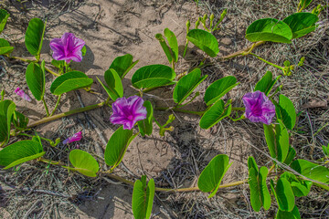 Purple flowers on sandy beach
