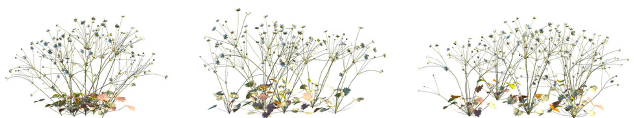 Set of Androsace umbellata (commonly known as the umbel rock-jasmine) isolated png on a transparent...