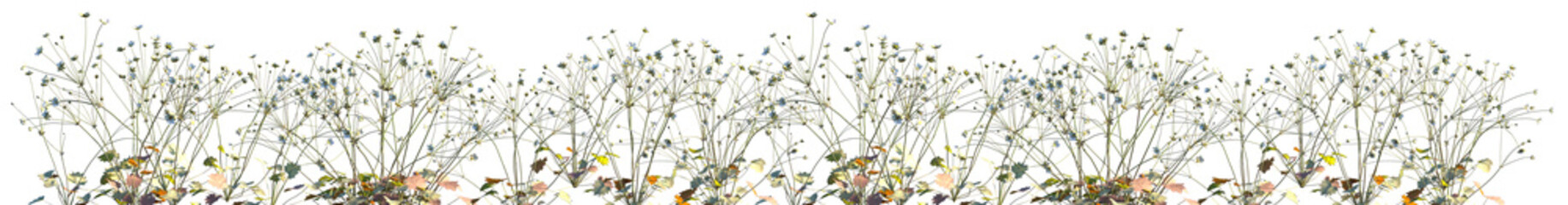 Set of Androsace umbellata (commonly known as the umbel rock-jasmine) isolated png on a transparent background perfectly cutout high resolution