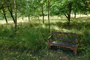 Nottinghamshire, England - June 20 2025: Serene sunlit woodland scene with an old memorial bench...
