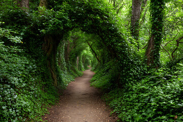 Verdant tunnel path through lush green forest canopy greenery trees