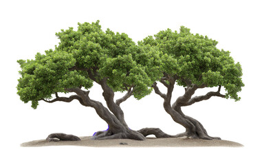 Two realistic green trees combined isolated on white or transparent background PNG