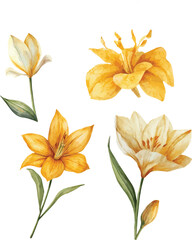 Obraz premium Vector set of watercolor illustration of a yellow flower with lush green leaves and a slender stem.