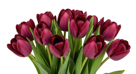 Obraz premium Vibrant Purple Tulips in Full Bloom, Perfect for Floral Arrangements, Spring Decor, and Garden Styling, isolated on a transparent background