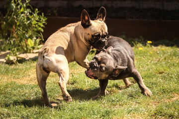french bulldogs play fighting (1)