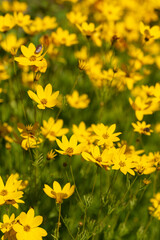 Żółte kwiaty nachyłek w ogrodzie sezon letni tło. 