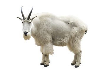  mountain goat livestock wildlife animal isolated on a white background PNG, ai generated
