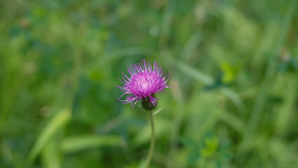 Flower. Cirsium heterophyllum. A herbaceous perennial flowering plant of the Asteraceae family. Nature.