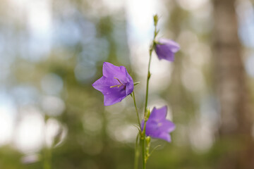 Campanula. Flower. An herbaceous plant of the bellflower family. Nature.