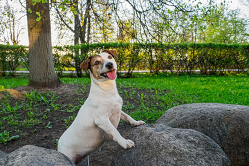 Jack Russell Terrier. Dog. Portrait of a smiling funny dog. Pets.