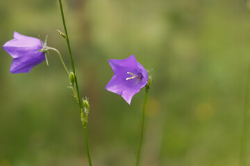 Flower. Campanula. An herbaceous plant of the bellflower family. Beauty in nature.
