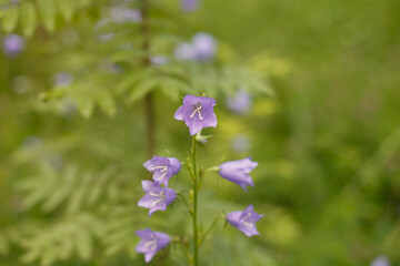 Campanula. Flower. An herbaceous plant of the bellflower family. Nature.