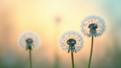 Obraz premium Dandelions At Sunset, Soft Light Nature