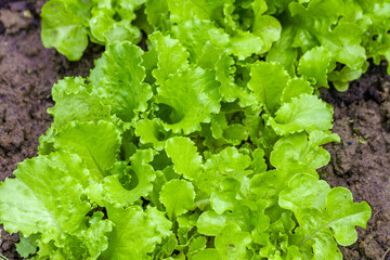 Fresh green salad in garden soil