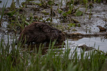 Beaver in the water