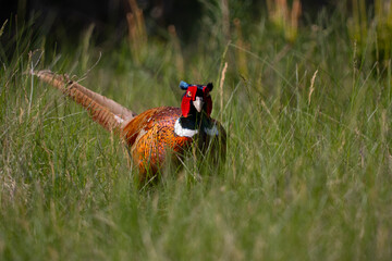 pheasant male in the grass