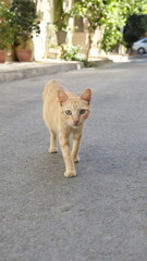 cat on the street