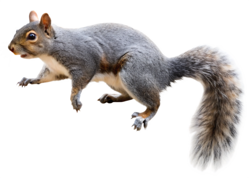 umping grey brown squirrel isolated on a white background PNG, ai generated
