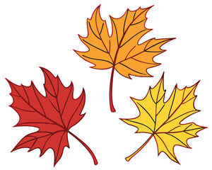 Three colorful autumn maple leaves in red yellow and orange on a white background displayed.