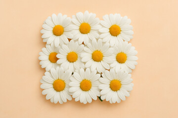 Obraz premium daisies on a wooden table