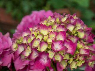 Vibrant pink and yellow-green hydrangea flower head in soft focus