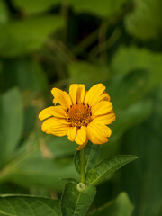 Bright yellow garden flower with green foliage background