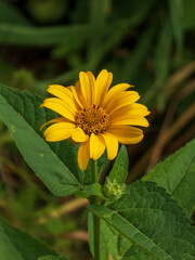 Vibrant yellow flower with lush green leaves and bud