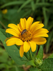Yellow flower with a pollinating bee on its center