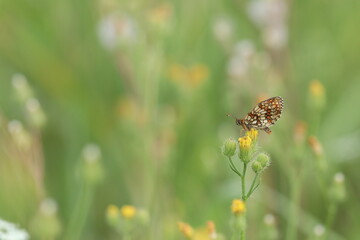una farfalla melitaea su un fiore al tramonto 