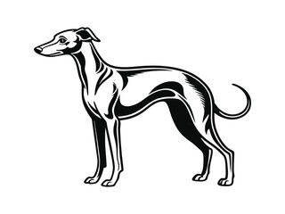 Obraz premium Italian Greyhound dog silhouette vector illustration, pet clipart, black and white animal shape