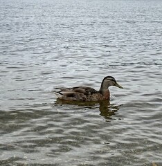 The duck's patterned plumage stands out against the water's gentle ripples.