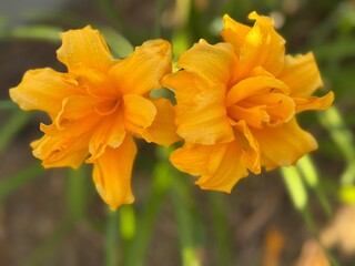Yellow-orange Day Lillies in Bloom