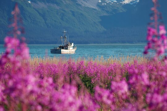 Alaska Plants. Stunning Fireweed Meadow Surrounds Fishing Boat in Homer