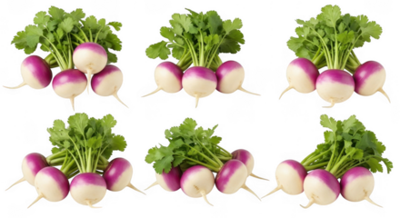 Vibrant Fresh Purple and White Turnips with Lush Green Leaves for Culinary Use and Healthy Dishes, isolated on a transparent background
