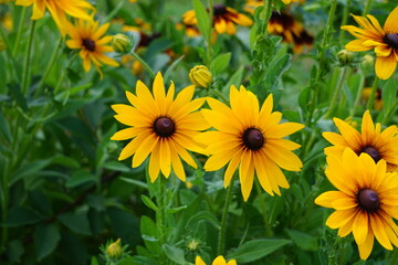 Gelber Sonnenhut Blume