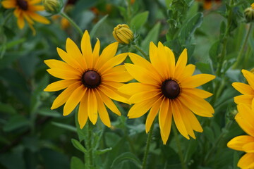 Black-eyed Susan flower