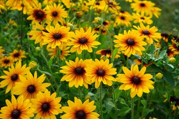 Piękne, miododajne kwiaty o intensywnie żółtych płatkach i ciemnym środku (Rudbekia błyskotliwa).