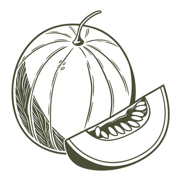 vector illustration of genip