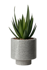 Small succulent plant in a speckled gray pot.
