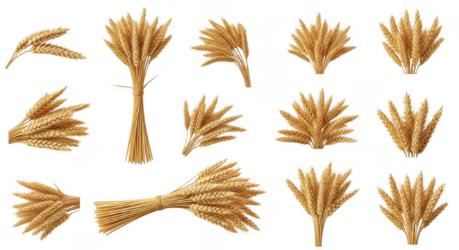 Diverse Collection of Golden Wheat Bundles and Stalks Captured in Nature for Agricultural Themes, isolated on a transparent background