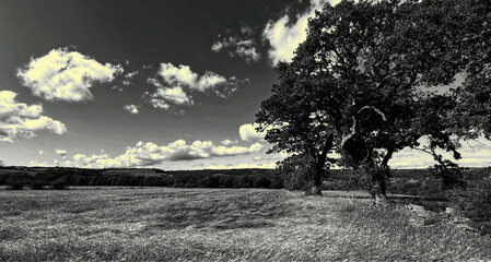 “Beneath a sky of slow-moving cloud, a solitary tree keeps watch over quiet fields,  hush held in...