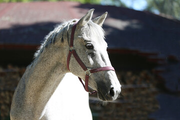 Detail of a saddle horse head closeup portrait in riding school. Closeup portrait of a beautiful...