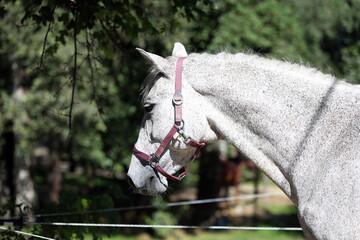 Detail of a saddle horse head closeup portrait in riding school. Closeup portrait of a beautiful...
