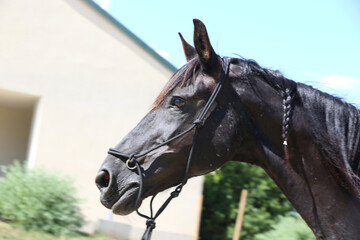 Detail of a saddle horse head closeup portrait in riding school. Closeup portrait of a beautiful...